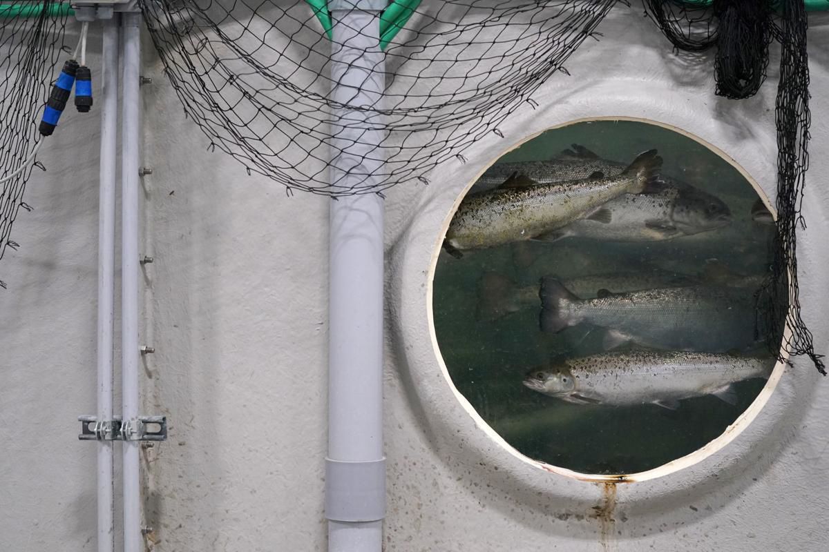 Atlantic Salmon swim close to the window
